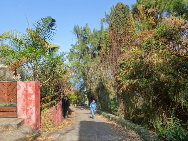Le chemin Clément Fossy bordé de verdure envahie de liane Griffes du Chat