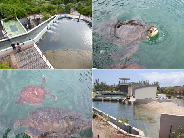 La troisième visite de la journée pour aller à la rencontre des tortues soignées ici