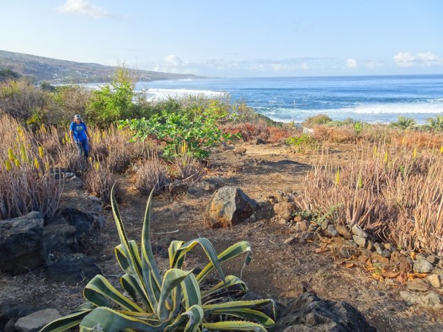 Une aire plantée d'aloe vera avec vue sur mer