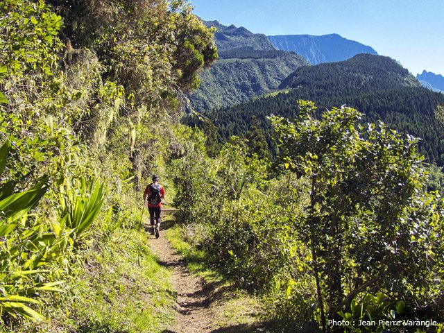 Sentier en très bon état en direction du Piton Cabris, recouvert de cryptomerias
