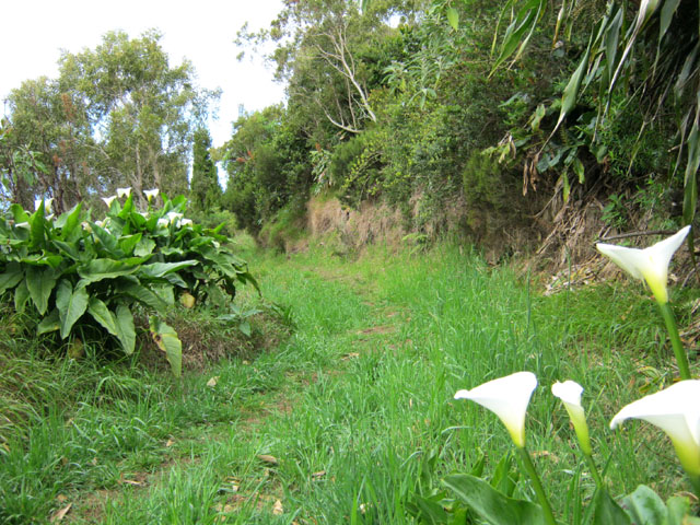 Le chemin herbeux et bordé d'arums qui coupe le Bras Mapou