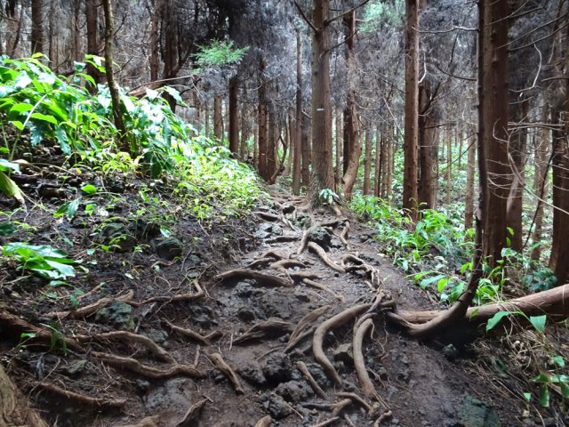 Il faut très vite s'habituer à marcher sur les racines