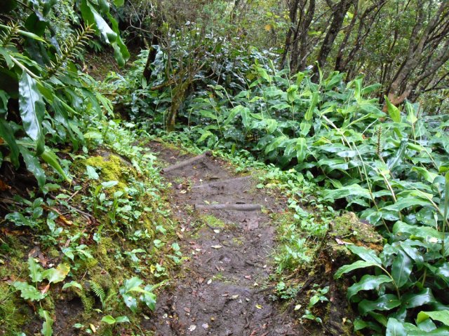 Le sentier de la Scierie comporte plusieurs portions humides et boueuses