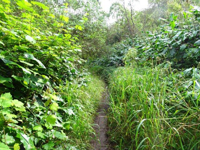 Un peu d'herbe avant de retrouver les cryptomerias des flancs du Piton Cabris