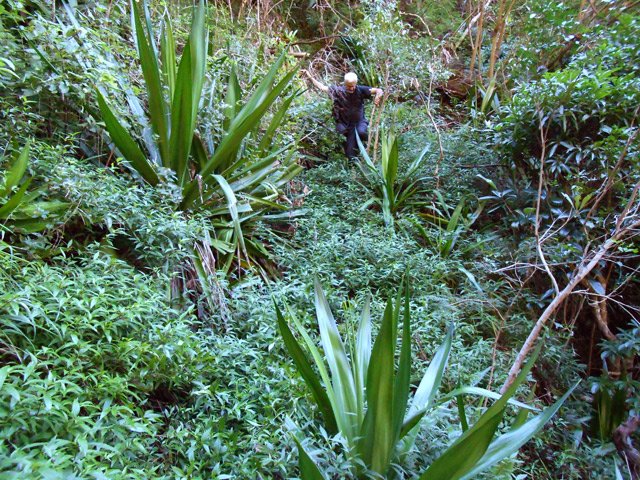 Les jouvences envahissent très vite le parcours