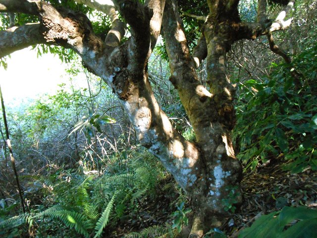 Le premier manguier rencontré en fin de montée