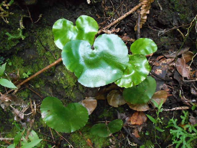 Rares coins humides favorisant la pousse des fougères
