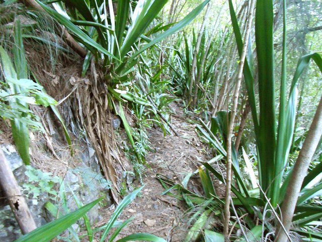 Le sentier est bien marqué mais étroit en bord de ravin