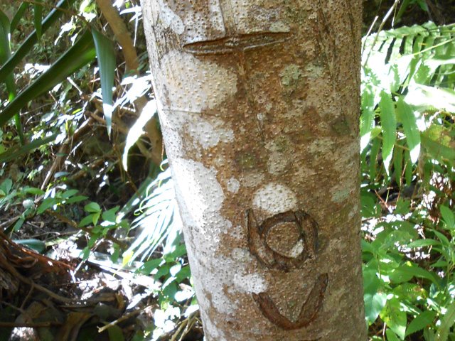 D'anciennes marques sur les arbres confirment le bon passage