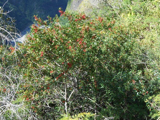 Les faux poivriers pullulent entre lez chocas