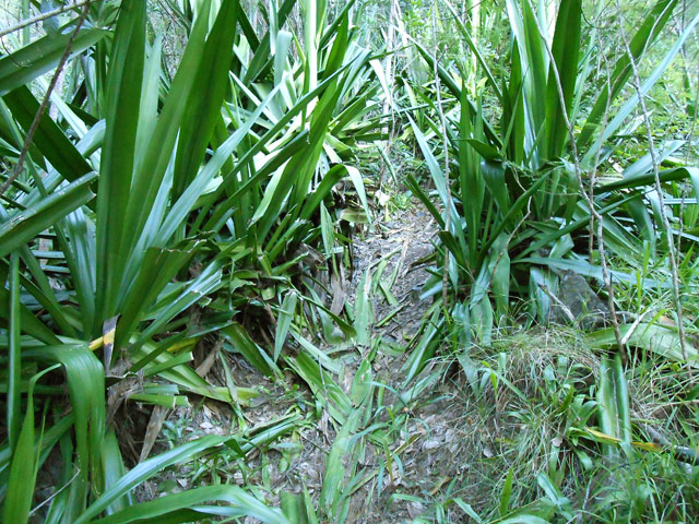 Les premiers mètres de l'ascension avec les skis en feuilles de chocas qui attendent !
