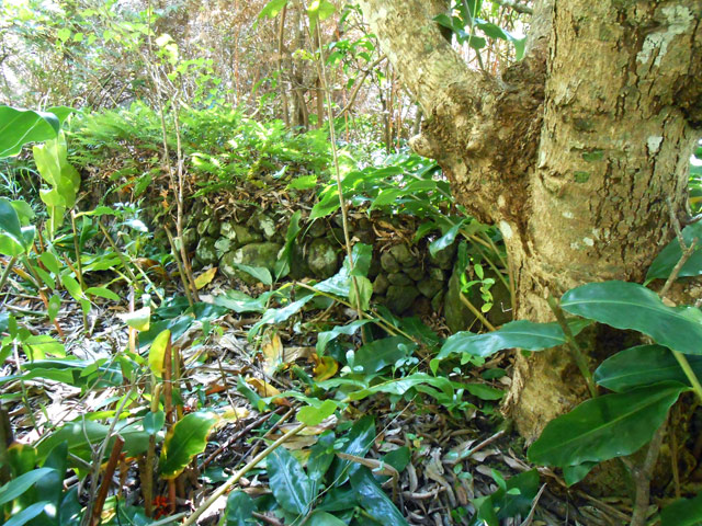 Vestige d'une murette en bon état près d'un manguier dans les longoses