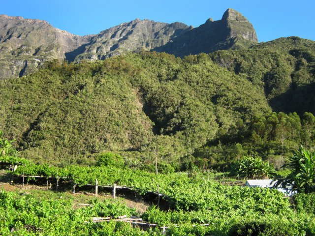 Les vignes qui bordent la route jusqu'à l'Îlet Totor