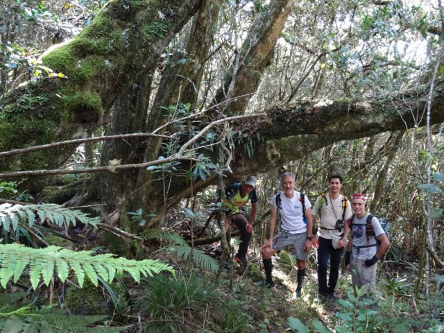 De très vénérables troncs ont sans doute connu les esclaves marrons