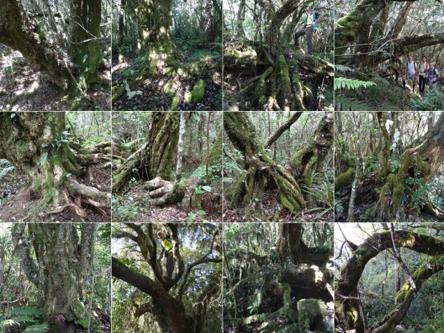 Une randonnée pour amateurs d'arbres tortueux