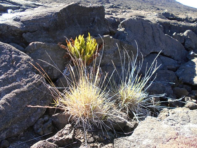 La moindre parcelle de terre est aussitôt exploitée