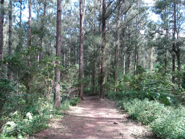Traversée de la forêt de filaos avant le Petit Rein