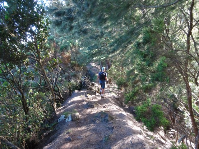 La descente du Grand Rein débute sous de grands filaos