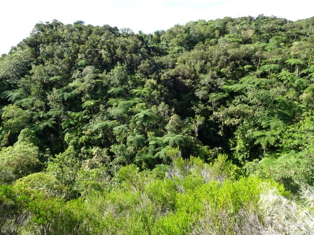 Les fougères arborescentes recouvrent une grande partie des remparts