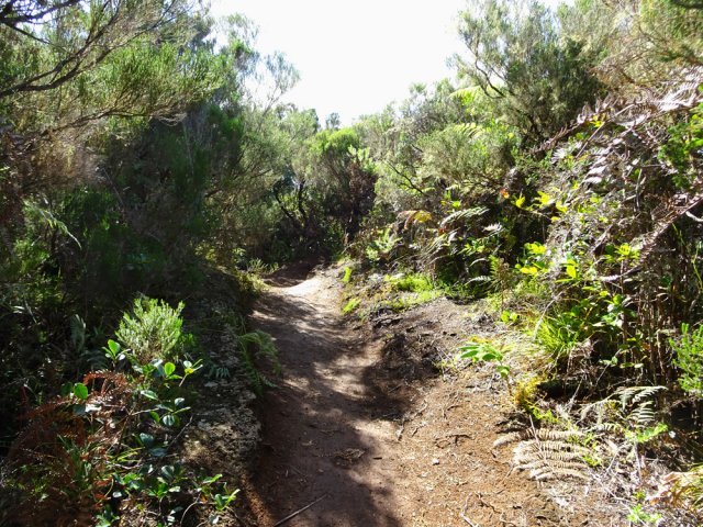 Sentier agréable dans les branles et fougères
