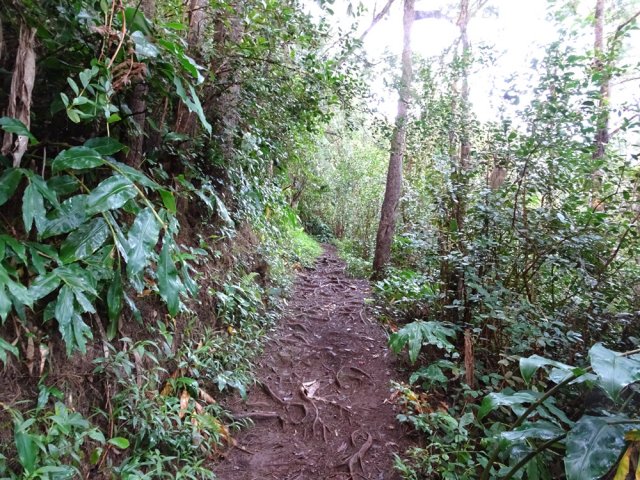 Déjà les premières racines parfois glissantes