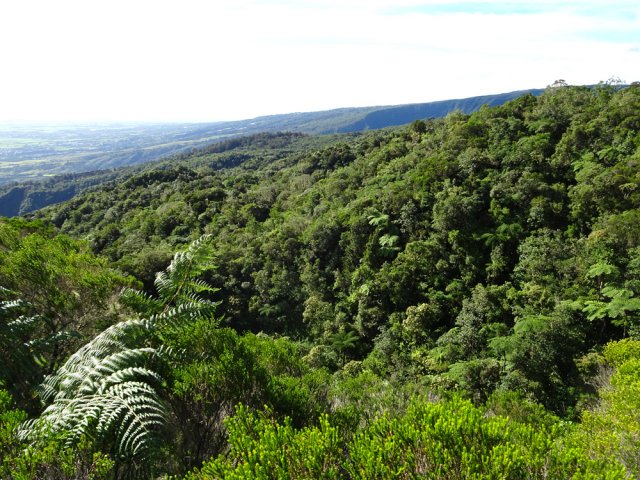 Plus haut, une belle forêt borde le sentier
