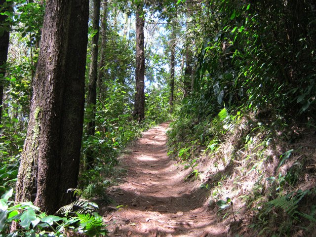 Pente douce sur aiguilles de filaos