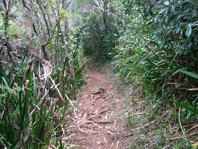 Les sabres l'emportent sur le reste de la végétation