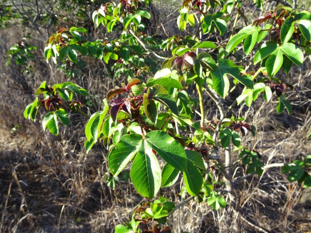 Cette plante non piquante envahit toute la région