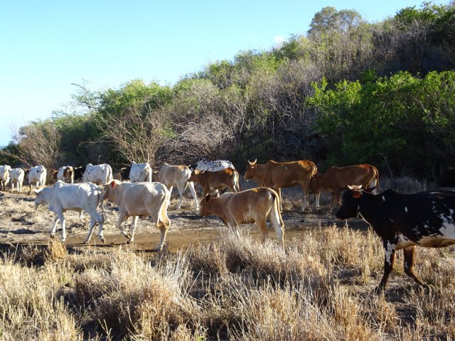 Ni antilopes, ni girafes mais de nombreux zébus ou vaches Moka