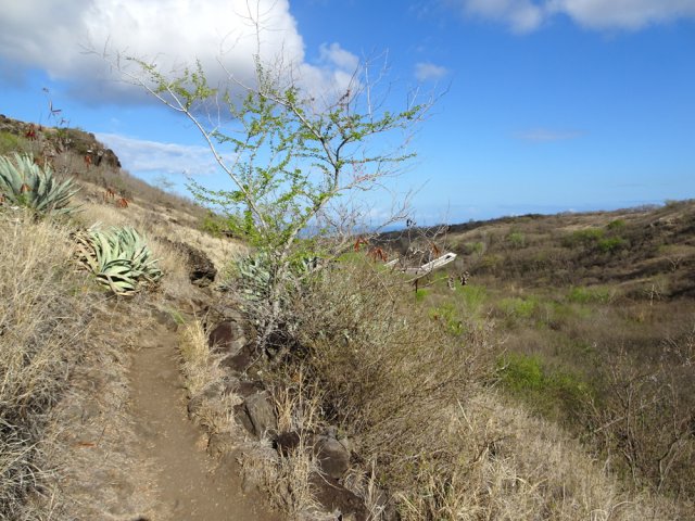 Le sentier qui descend vers la Route des Tamarins