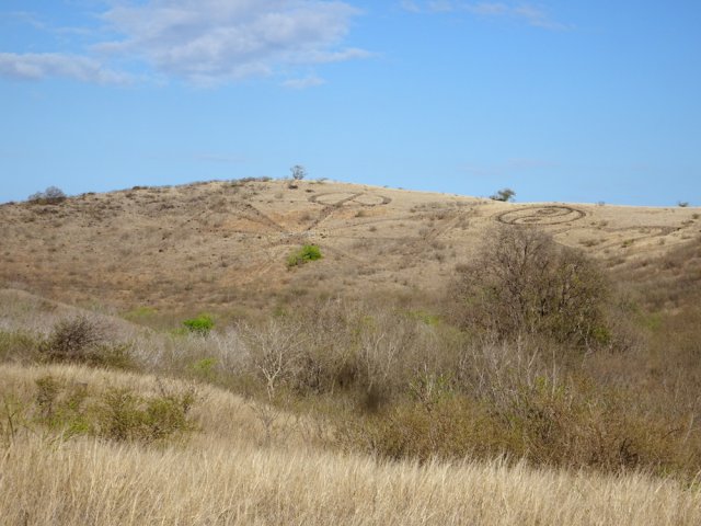On aperçoit souvent ces figures taillées dans la savane