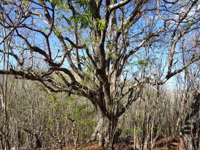 Un énorme tamarin qui dénote presque dans ce véritable désert