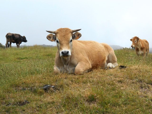 L'heure de la sieste pour ce paisible bovin