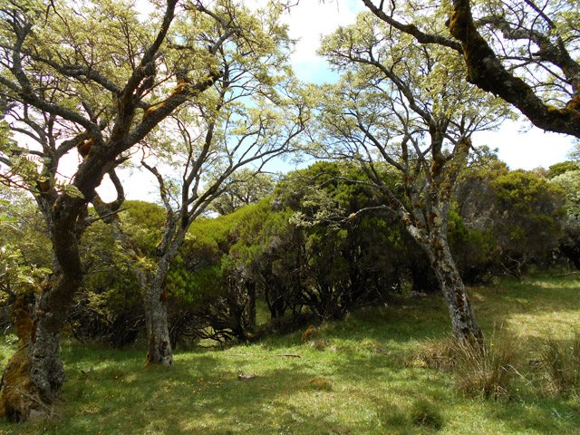 Beaux petits tamarins des Hauts durant la descente vers le Nez de Bœuf
