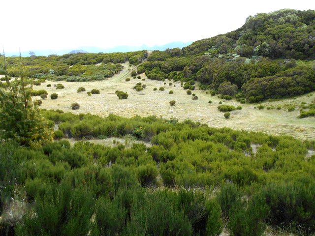 Les prairies sont de plus en plus envahies de branles verts