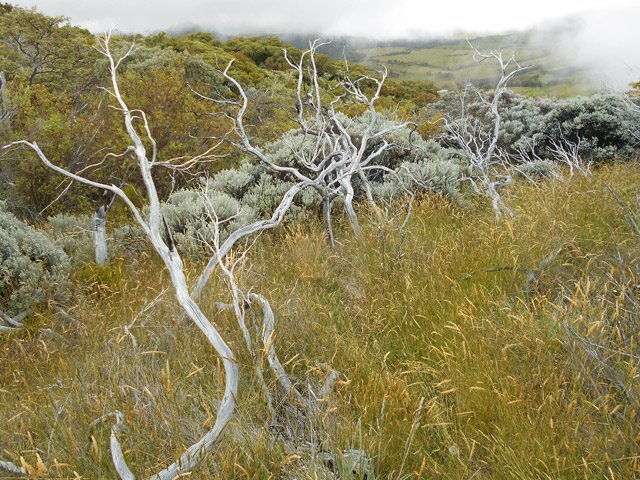 L'herbe a repris après les incendies, pas les branles verts