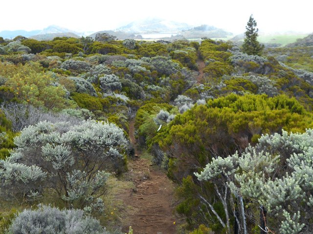 Le sentier dans les ajoncs d'Europe vers l'ancien GRR2