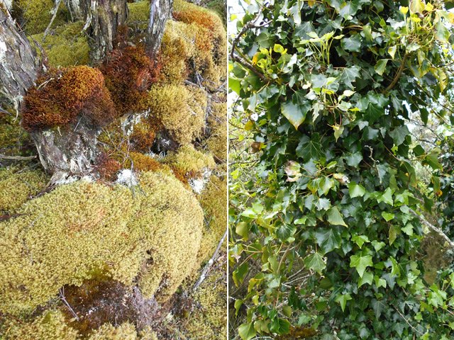 Classiques mousses sous les branles. Le lierre, moins fréquent à la Réunion