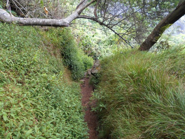 Beaucoup d'herbe et de jouvences dans la descente vers Marla