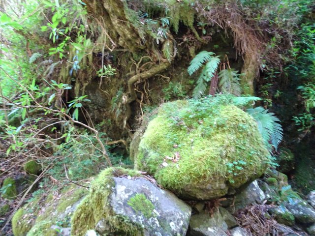 Mousses et racines sur les berges