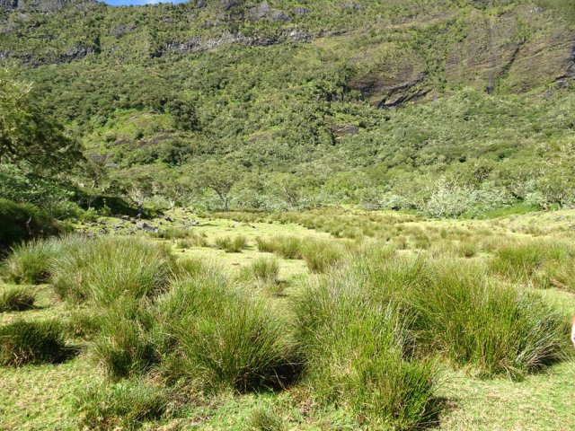 Une grande partie des prairies est envahie de joncs