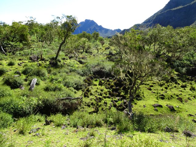 Grandes surfaces de pierres dépassant de l'herbe
