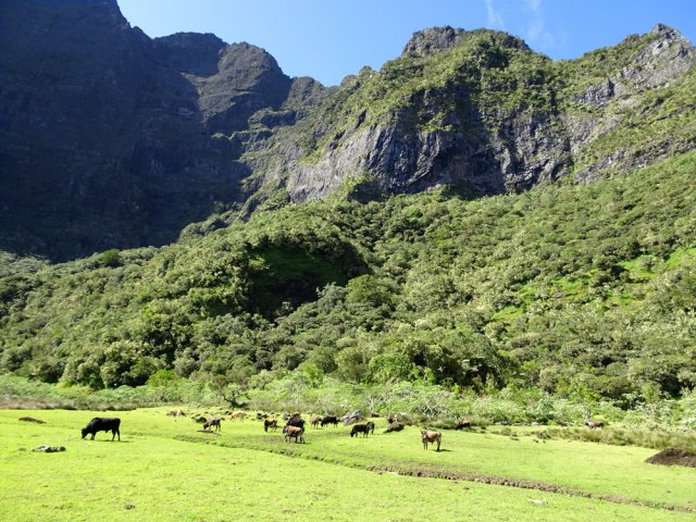 Un troupeau vit ici à demeure et ne craint pas les randonneurs
