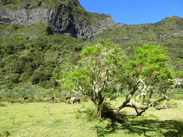 Il est possible de se balader à loisir dans les pâturages