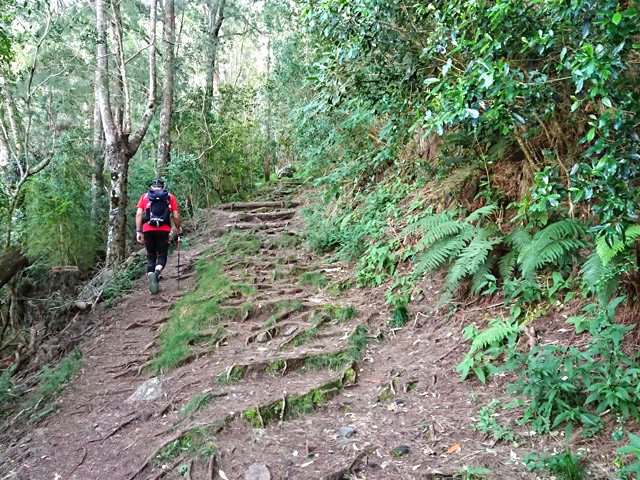 Beaucoup de racines à l'approche de l'Îlet des Salazes