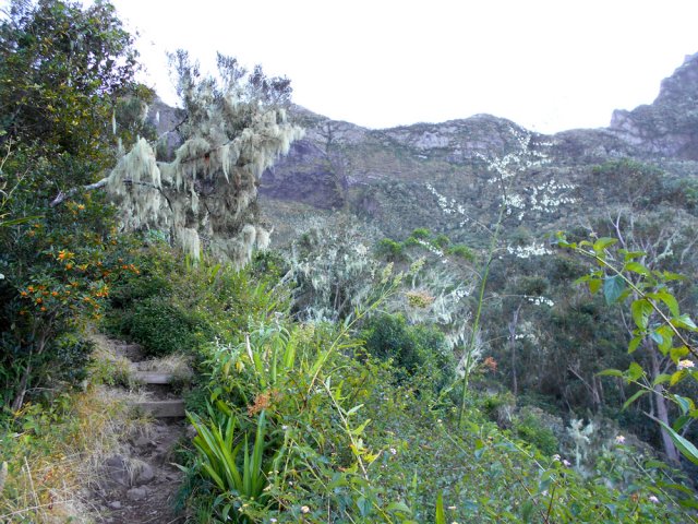 Les barbes de Jupiter sont de plus en plus fréquentes