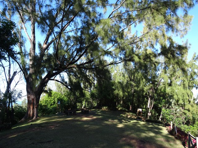 L'esplanade du sommet et son grand filao