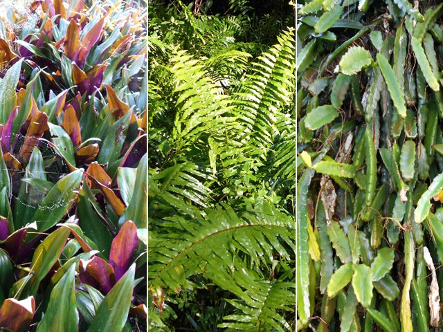 Quelques plantes rencontrées le long du circuit