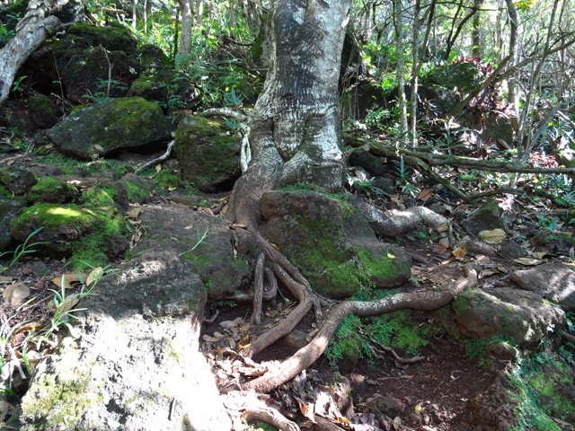 On marche également sur des racines